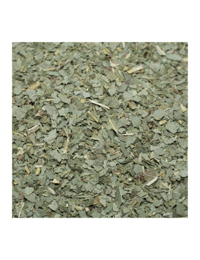 EUCALYPTUS - Feuille coupée