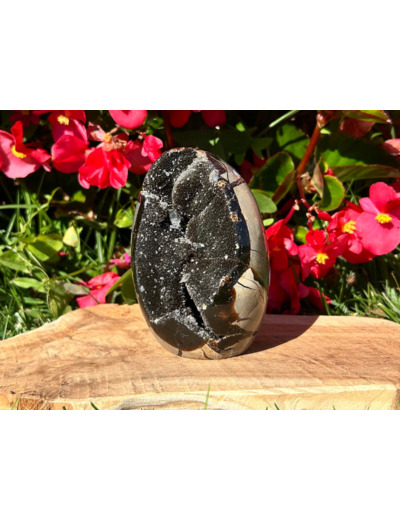 FORMES SEPTARIA SAUVAGE