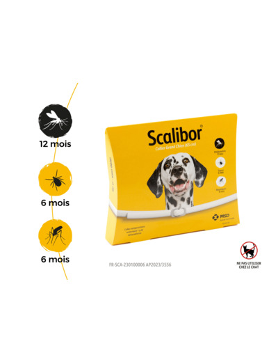 SCALIBOR GD CHIEN COLLIE