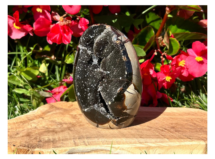 FORMES SEPTARIA SAUVAGE