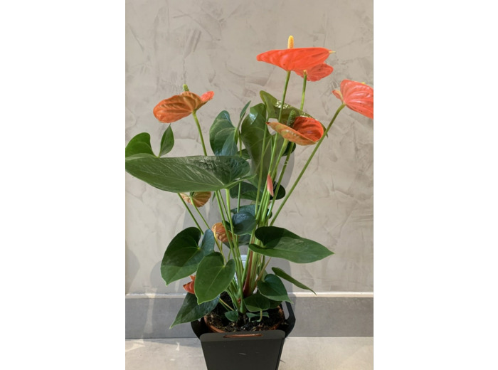 Anthurium