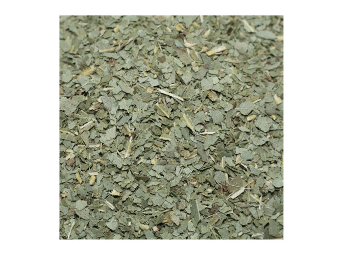 EUCALYPTUS - Feuille coupée