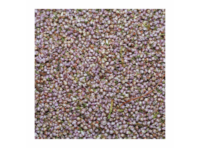BRUYÈRE - Fleurs