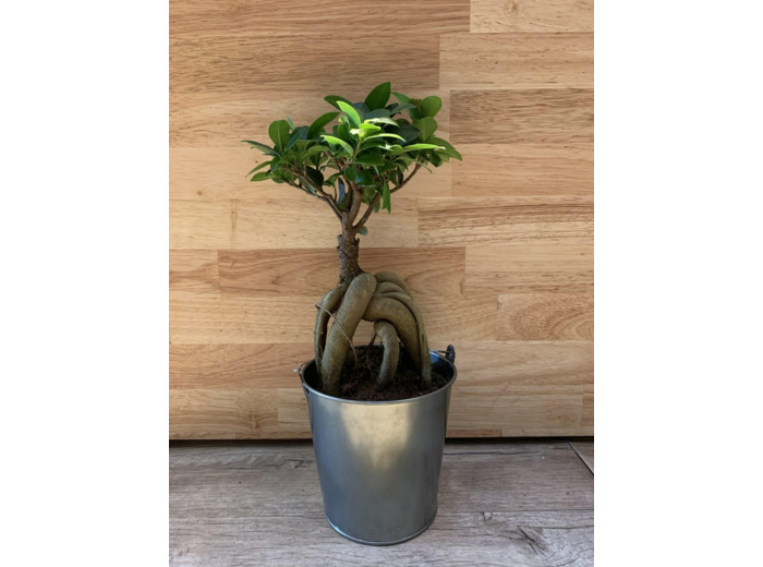 Ficus Ginseng