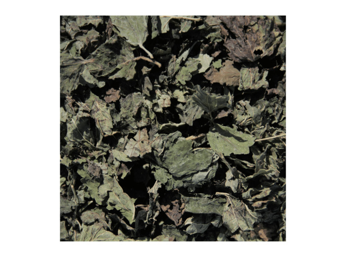 MÉLISSE - Feuilles coupées