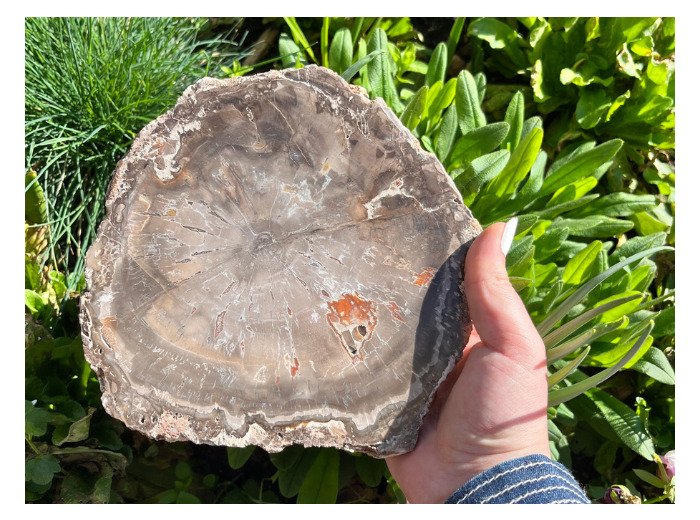 TRANCHES BOIS FOSSILE