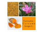 CURCUMA - Rhizome coupé