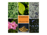 ENERGIE - Infusion N°6