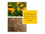 ESCHSCHOLTZIA - Partie aérienne coupée