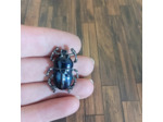 Broche scarabée