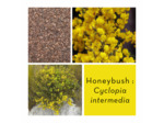 HONEYBUSH
