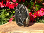 FORMES SEPTARIA SAUVAGE