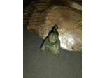 Pendentif Bouddha en Jade