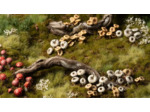 Basing Bits - Forest Mushrooms