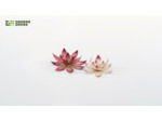 Lotus Flower