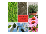 MAUX DE L'HIVER - Tisane n°7