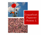 COQUELICOT - Pétales entiers