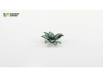 Blue Agave