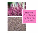 BRUYÈRE - Fleurs