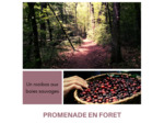 PROMENADE EN FORÊT - Rooibos aux Baies sauvages