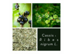 CASSIS - Feuilles coupées