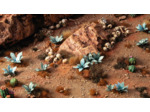Blue Agave