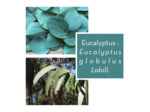 EUCALYPTUS - Feuille coupée
