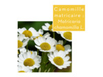 CAMOMILLE MATRICAIRE - Fleurs