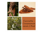 CANNELLE - Poudre