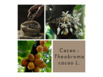 CACAO - Coques torréfiées coupées