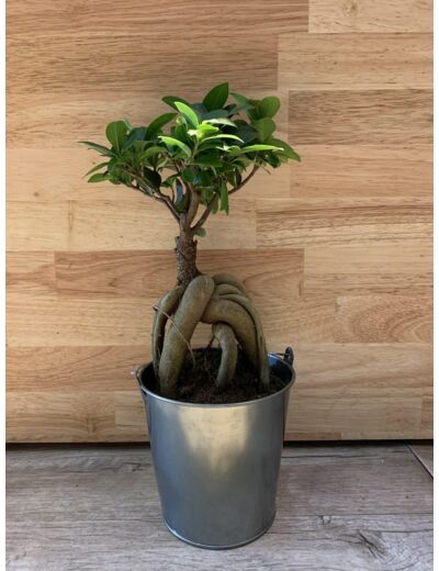 Ficus Ginseng