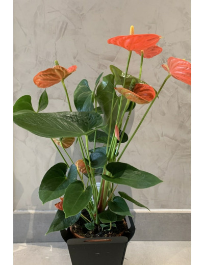 Anthurium