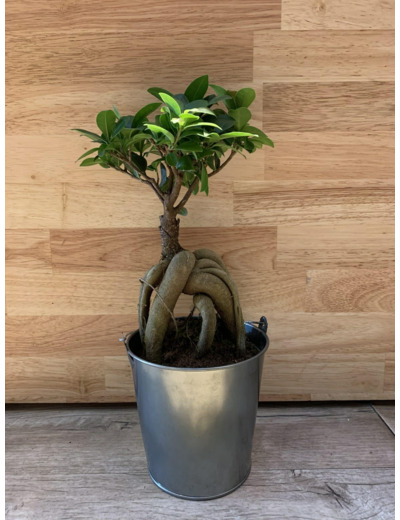 Ficus Ginseng