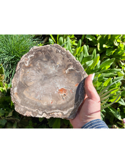 TRANCHES BOIS FOSSILE